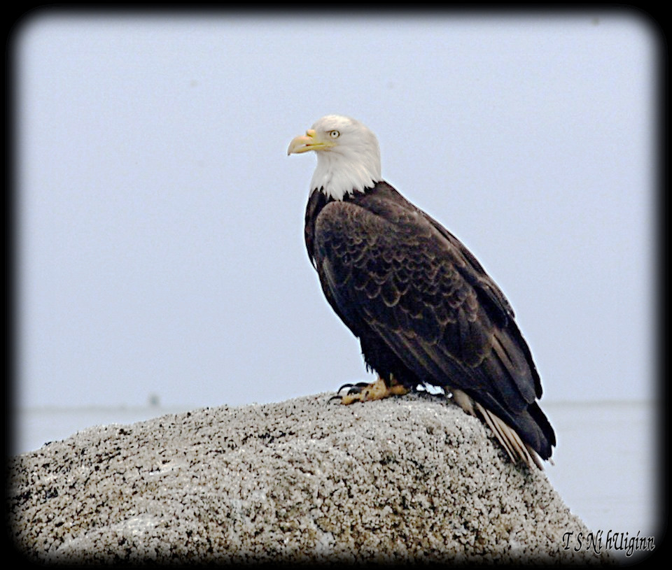 Bald Eagle on a rock taken with Olympus Evolt E-300 by Coastal Salish Photographer TS Ni hUiginn.