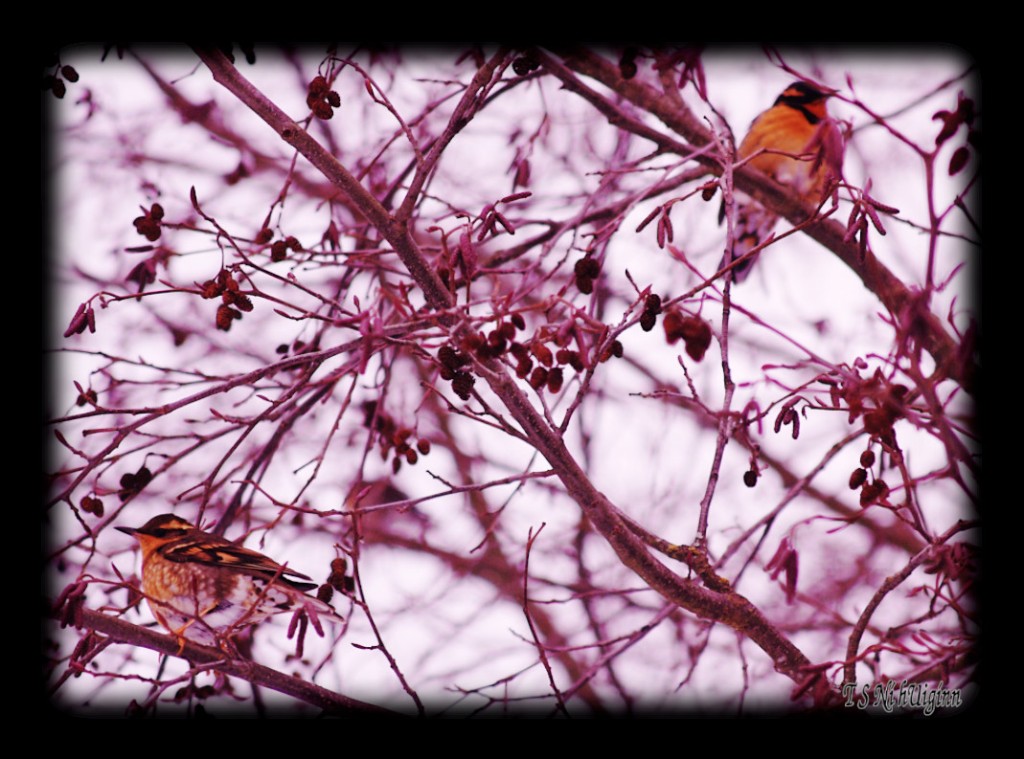 Two Varied Trush Birds perched in alder trees taken by TS Ni hUiginn