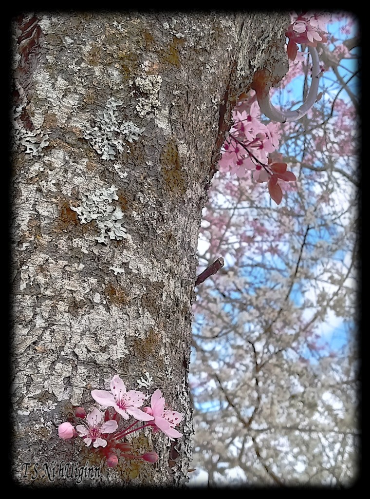 Pink Blossoms on a mossy tree taken by Salish photographer TS Ni hUiginn