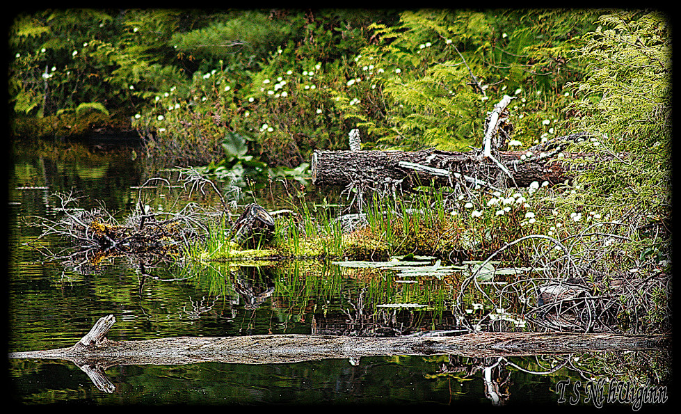 A forest pond taken with Olympus Evolt E-300 by Coastal Salish Photographer TS Ni hUiginn