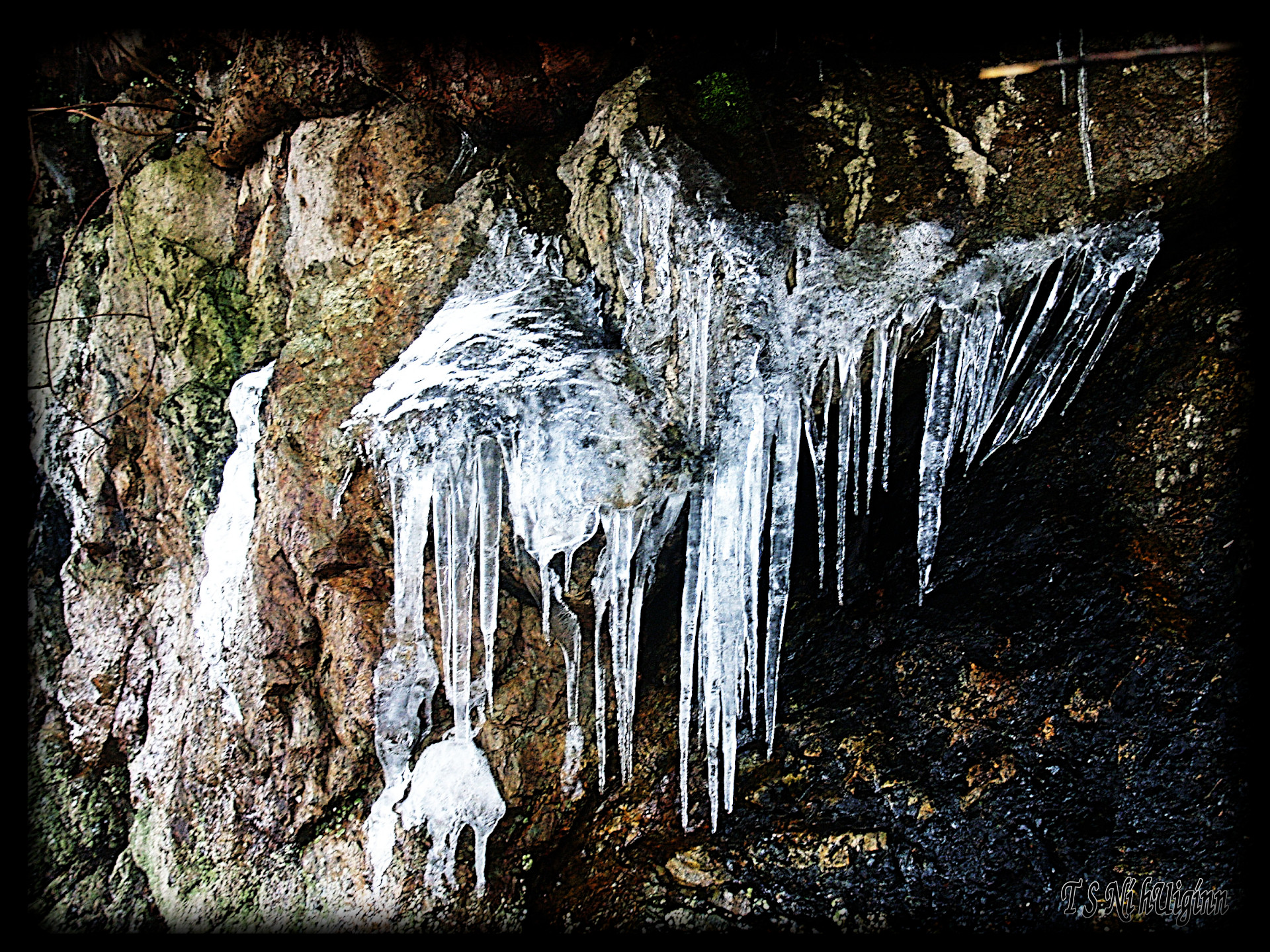 Icicles hanging off of an old fence by Coastal Salish Photographer TS Ni hUiginn