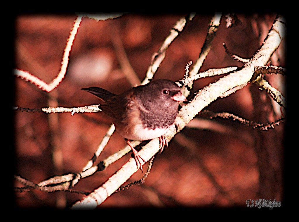 Black eyed junco perched on a branch taken by Coastal Salish Artist TS Ni hUiginn