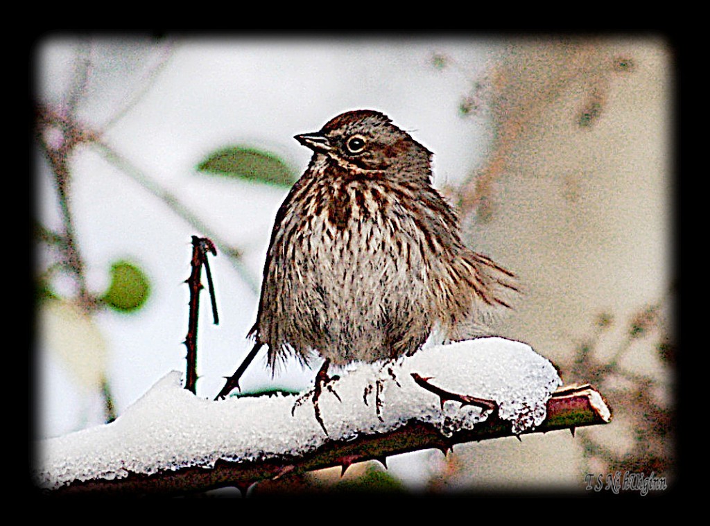 Song sparrow on snowy branch taken by Coastal Salish Artist TS Ni hUiginn
