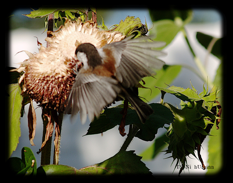 Adorable little Chestnut-backed Chickadee (Poecile rufescens) on a Sunflower photograph by TS Ni hUiginn