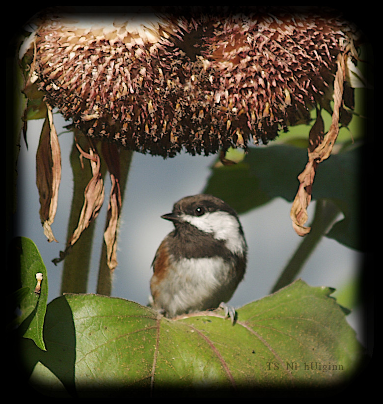Adorable little Chestnut-backed Chickadee (Poecile rufescens) on a Sunflower photograph by TS Ni hUiginn
